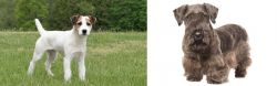 Jack Russell Terrier vs Cesky Terrier - Breed Comparison