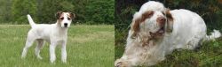 Jack Russell Terrier vs Clumber Spaniel - Breed Comparison