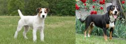 Jack Russell Terrier vs Entlebucher Mountain Dog - Breed Comparison