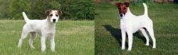 Jack Russell Terrier vs Fox Terrier (Smooth) - Breed Comparison