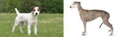 Jack Russell Terrier vs Greyhound - Breed Comparison