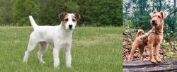 Jack Russell Terrier vs Irish Terrier - Breed Comparison