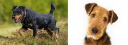 Jagdterrier vs Airedale Terrier - Breed Comparison