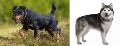 Jagdterrier vs Alaskan Malamute - Breed Comparison
