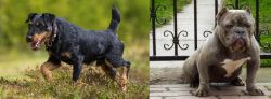Jagdterrier vs American Bully - Breed Comparison