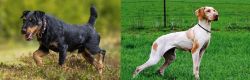 Jagdterrier vs Ariege Pointer - Breed Comparison
