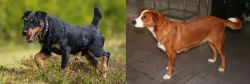 Jagdterrier vs Austrian Pinscher - Breed Comparison