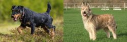 Jagdterrier vs Berger Picard - Breed Comparison