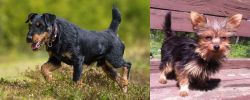 Jagdterrier vs Chorkie - Breed Comparison