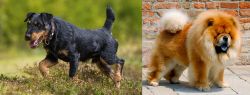 Jagdterrier vs Chow Chow - Breed Comparison