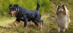 Jagdterrier vs Collie - Breed Comparison