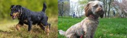 Jagdterrier vs Doxiepoo - Breed Comparison
