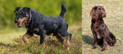 Jagdterrier vs German Spaniel - Breed Comparison