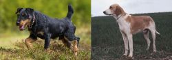 Jagdterrier vs Grand Anglo-Francais Blanc et Orange - Breed Comparison