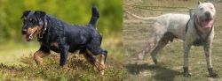 Jagdterrier vs Gull Dong - Breed Comparison