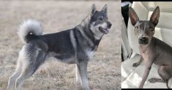 Jamthund vs American Hairless Terrier - Breed Comparison