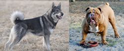 Jamthund vs Australian Bulldog - Breed Comparison