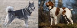 Jamthund vs Brittany - Breed Comparison