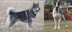 Jamthund vs Bully Kutta - Breed Comparison