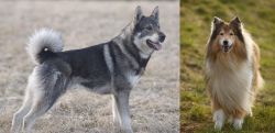 Jamthund vs Collie - Breed Comparison