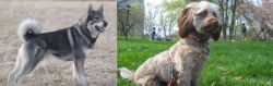Jamthund vs Doxiepoo - Breed Comparison