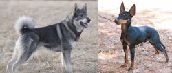 Jamthund vs English Toy Terrier (Black & Tan) - Breed Comparison