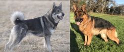 Jamthund vs German Shepherd - Breed Comparison