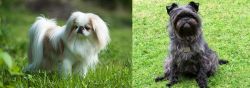 Japanese Chin vs Affenpinscher - Breed Comparison