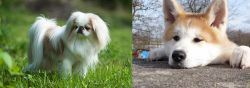 Japanese Chin vs Akita - Breed Comparison