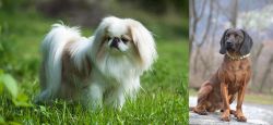 Japanese Chin vs Bavarian Mountain Hound - Breed Comparison