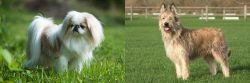 Japanese Chin vs Berger Picard - Breed Comparison