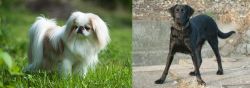 Japanese Chin vs Cao de Castro Laboreiro - Breed Comparison