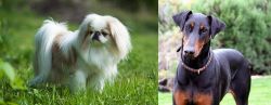 Japanese Chin vs Doberman Pinscher - Breed Comparison