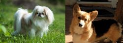 Japanese Chin vs Dorgi - Breed Comparison