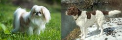 Japanese Chin vs Drentse Patrijshond - Breed Comparison