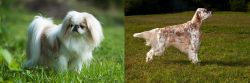 Japanese Chin vs English Setter - Breed Comparison
