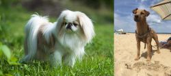 Japanese Chin vs Fell Terrier - Breed Comparison