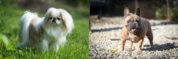 Japanese Chin vs French Bulldog - Breed Comparison
