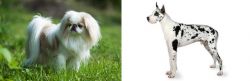 Japanese Chin vs Great Dane - Breed Comparison