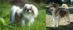 Japanese Chin vs Greenland Dog - Breed Comparison