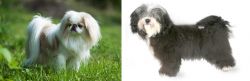 Japanese Chin vs Havanese - Breed Comparison