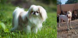 Japanese Chin vs Indian Bull Terrier - Breed Comparison