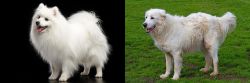 Japanese Spitz vs Abruzzenhund - Breed Comparison