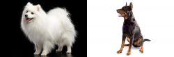 Japanese Spitz vs Beauceron - Breed Comparison