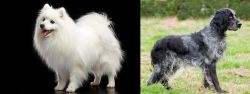 Japanese Spitz vs Blue Picardy Spaniel - Breed Comparison