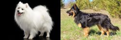 Japanese Spitz vs Bohemian Shepherd - Breed Comparison