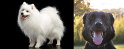 Japanese Spitz vs Borador - Breed Comparison