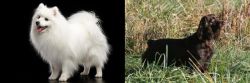 Japanese Spitz vs Boykin Spaniel - Breed Comparison