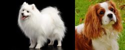 Japanese Spitz vs Cavalier King Charles Spaniel - Breed Comparison