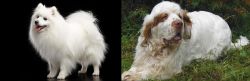 Japanese Spitz vs Clumber Spaniel - Breed Comparison